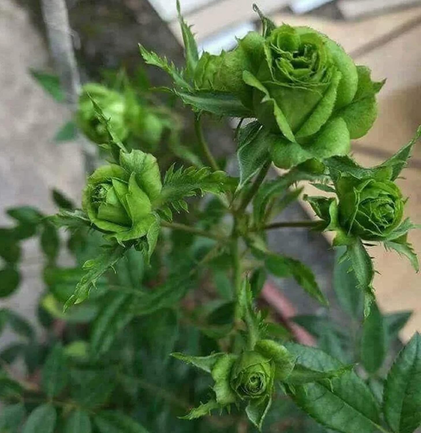 Blooming Green Rose Flowers