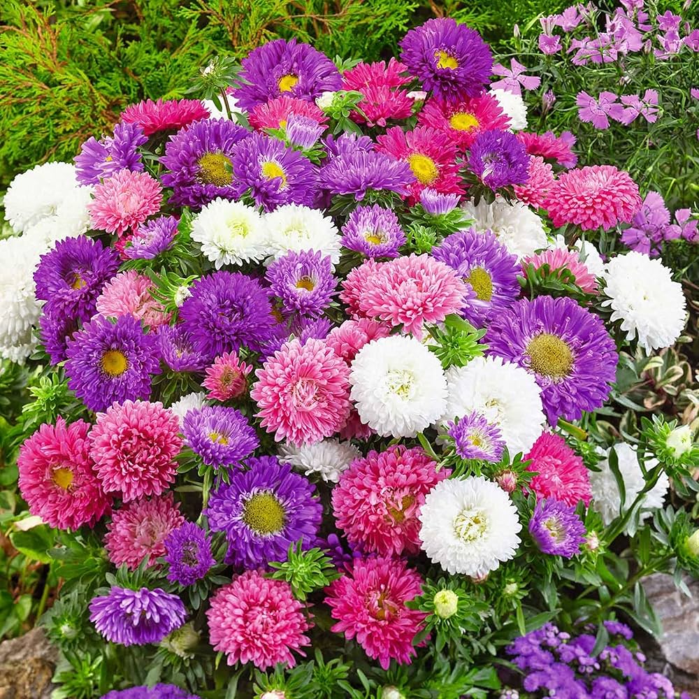 Blooming mixed asters creating a bright garden border display