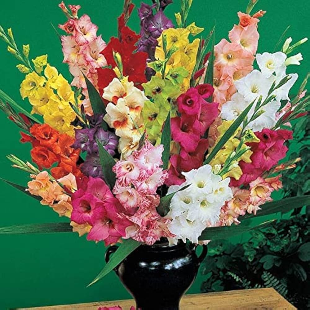 Stunning Mixed Color Gladiolus Flowers