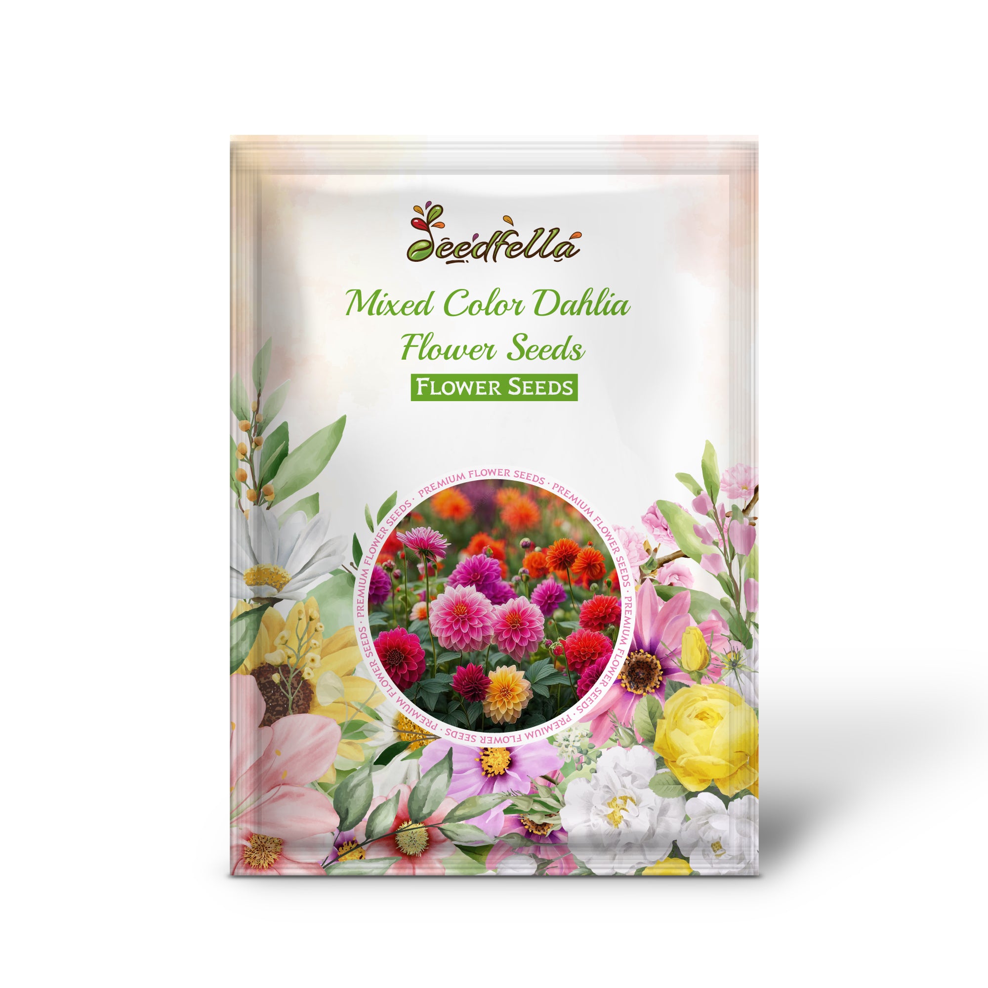 Blooming Mixed Color Dahlia Flowers in Garden