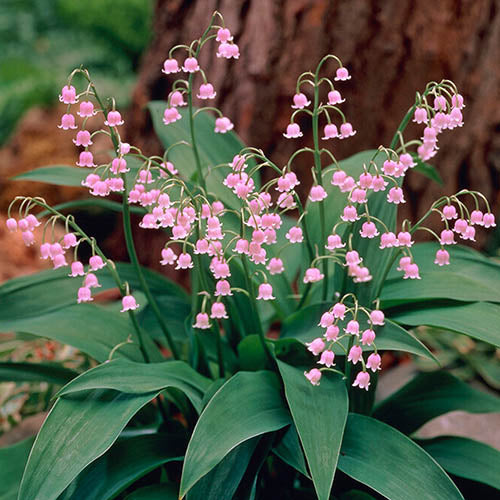 Blooming Pink Bell Orchid Flowers in Garden