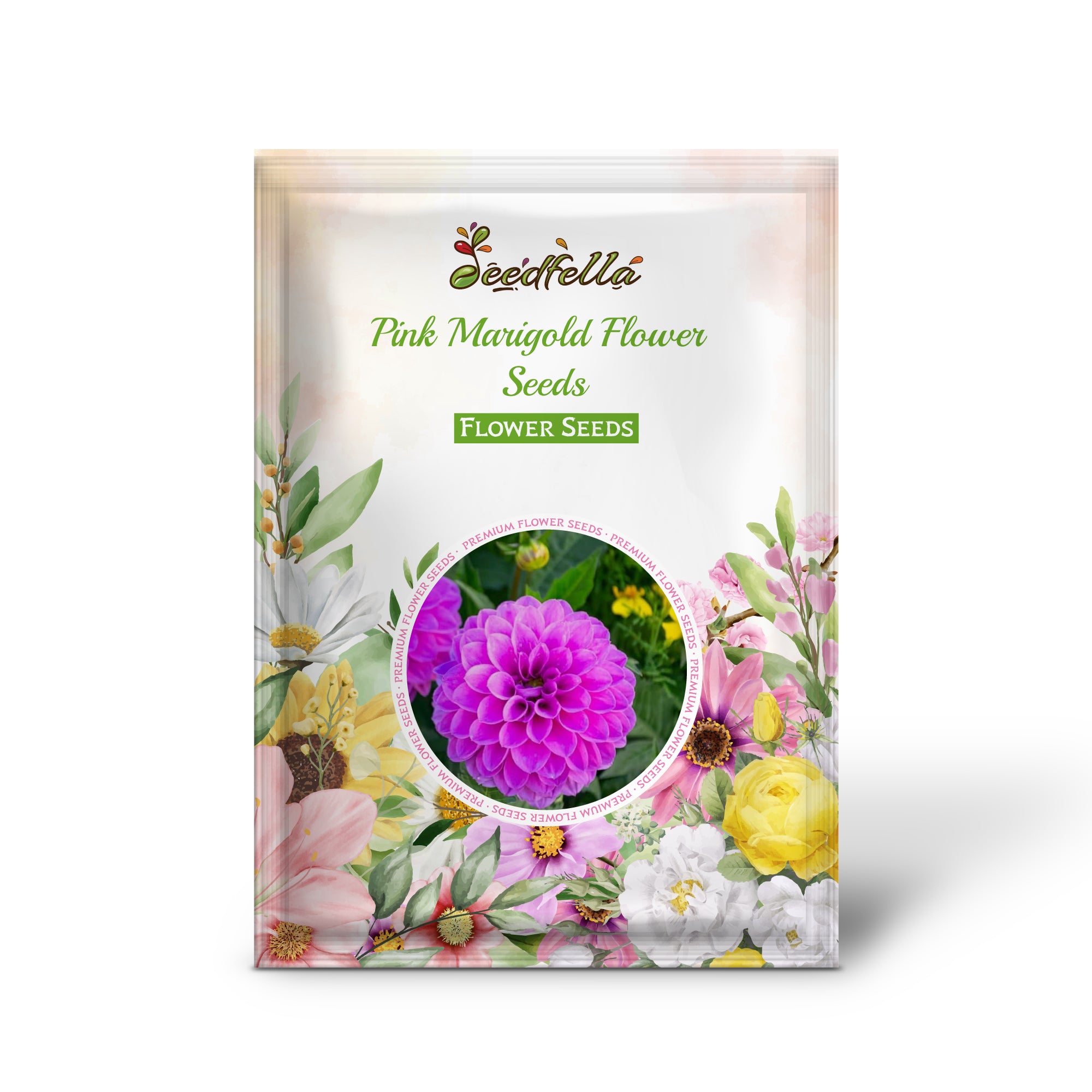 Blooming Pink Marigold Flowers in Garden