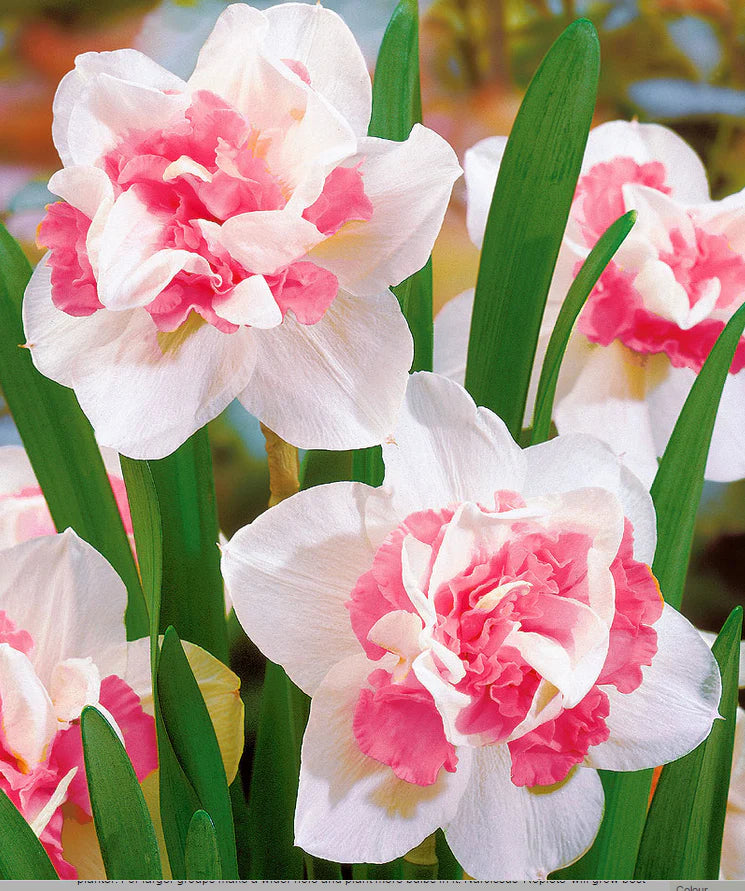 Stunning Pink & White Daffodil Flowers
