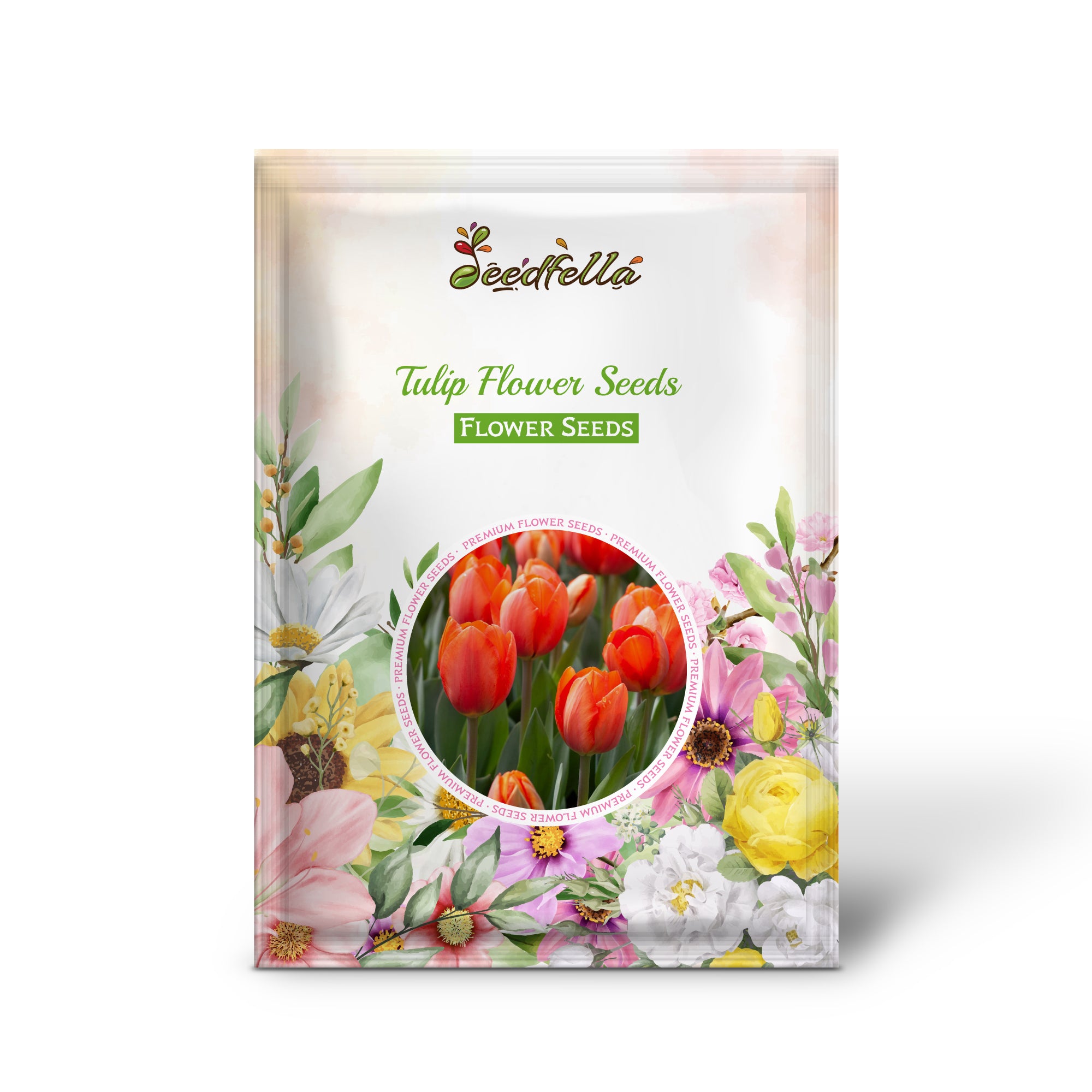 Blooming Red Orange Tulip Flowers in Garden