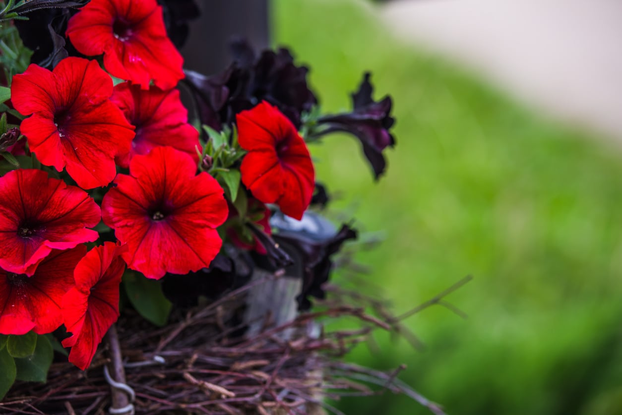 Red Petunia Flowers in Garden