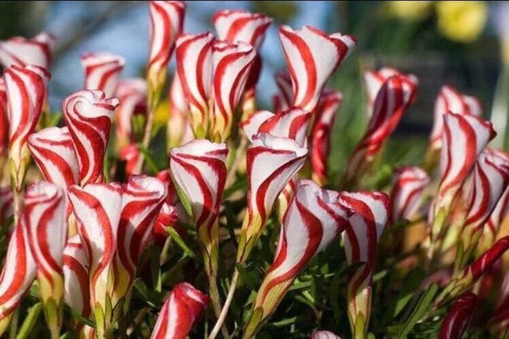 Blooming Red White Versicolor Flowers in Garden