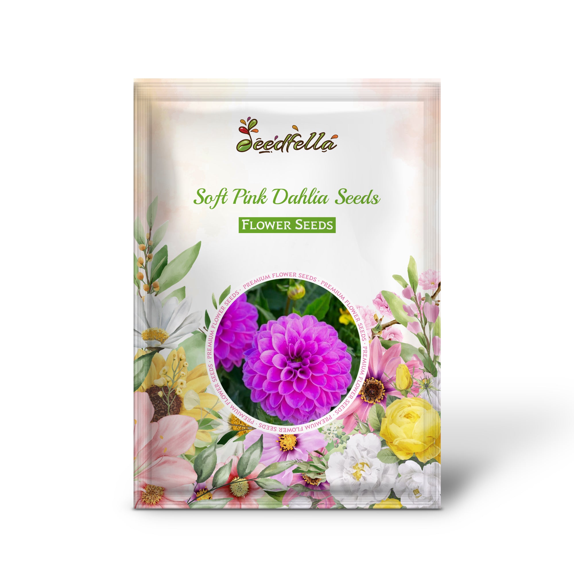 Blooming Soft Pink Dahlia Flowers in Garden