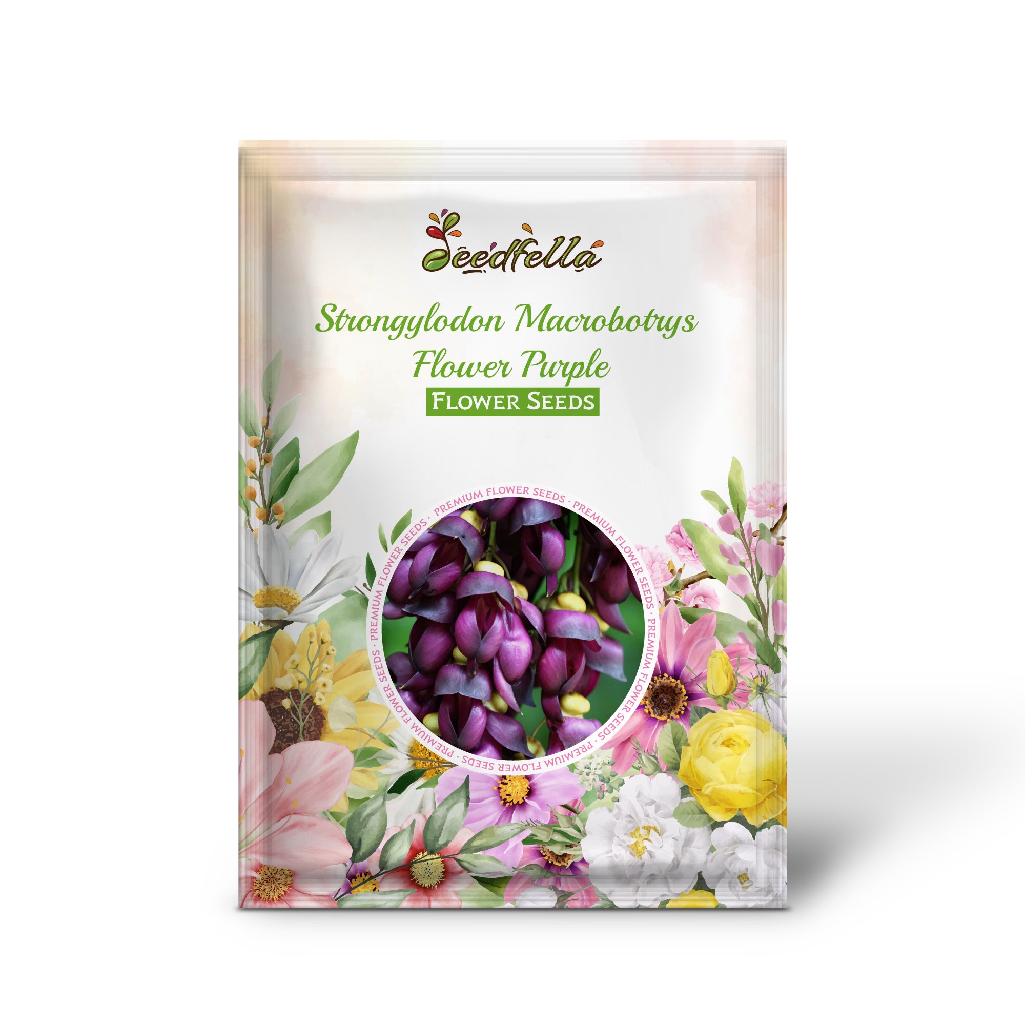 Blooming Strongylodon Macrobotrys Purple Flowers in Garden