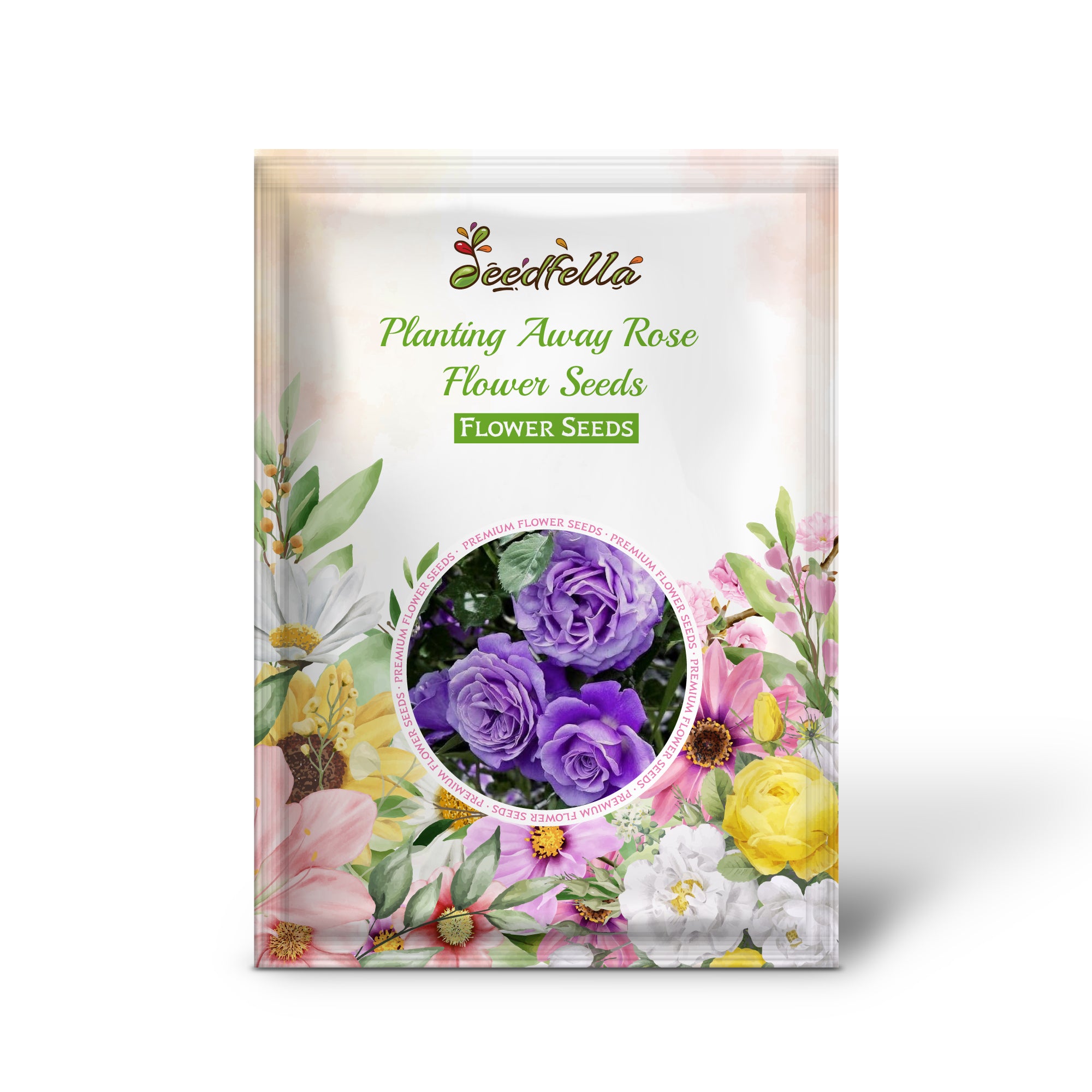 White and Purple Roses Blooming in Garden