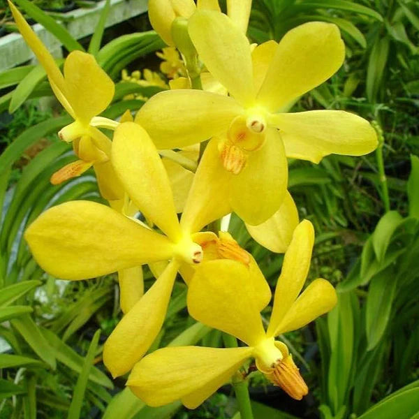Blooming Yellow Orchid in Garden Pot