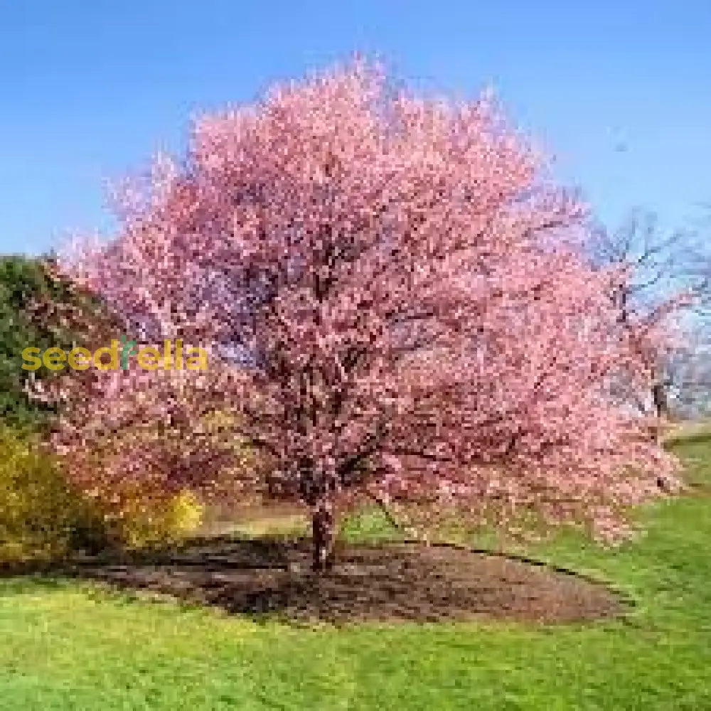 Blossoms Tree Seeds For Planting | Complete Guide