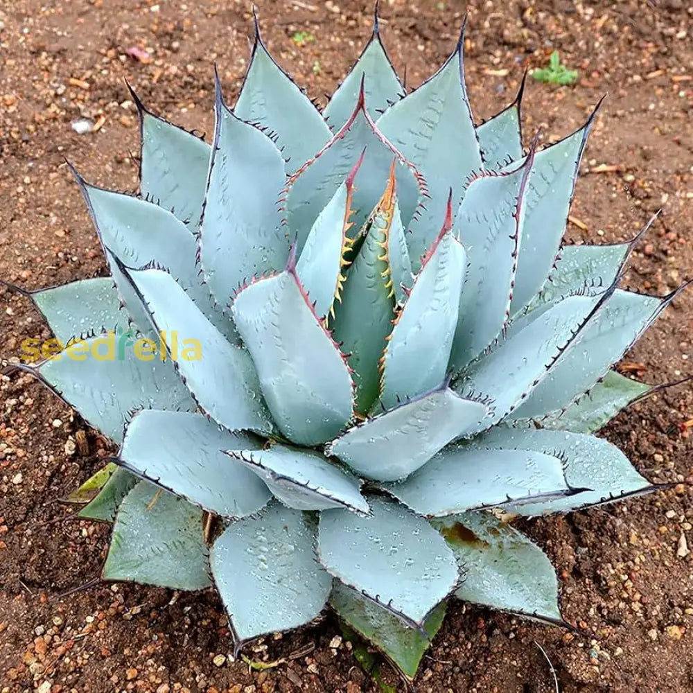 Blue Agave Titanota Seeds For Planting | Hardy Succulent Herb