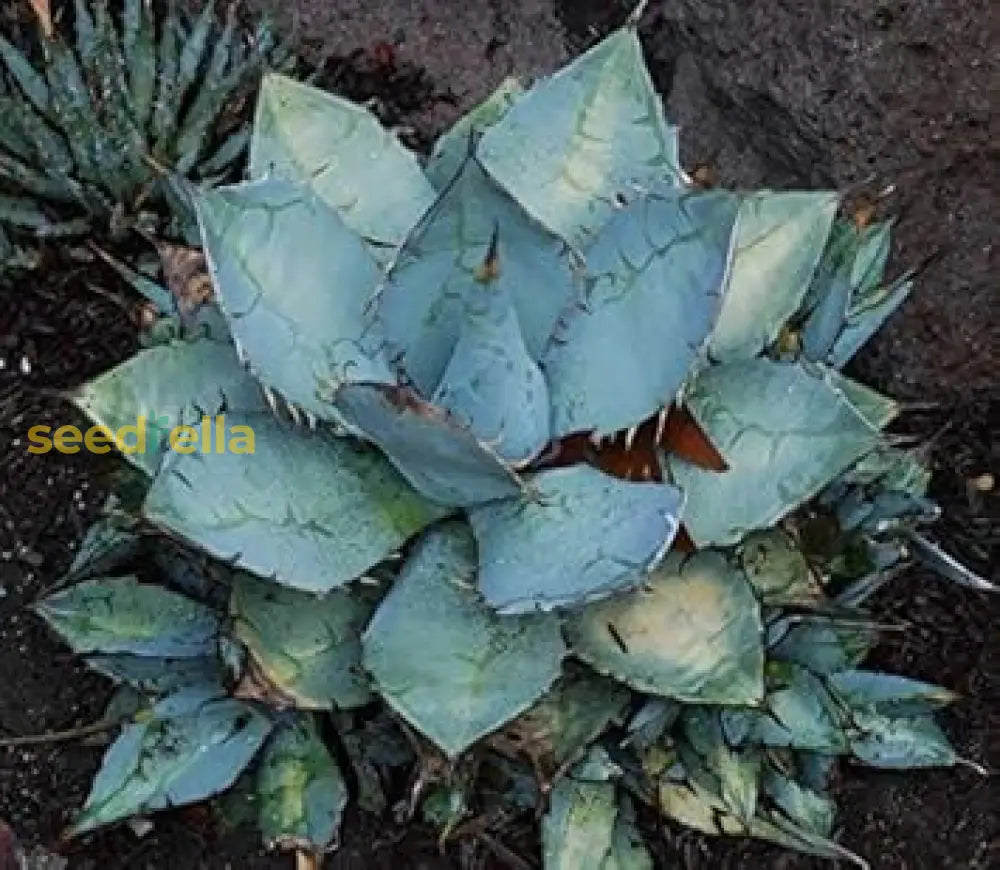 Blue Agave Titanota Seeds For Planting | Hardy Succulent Herb