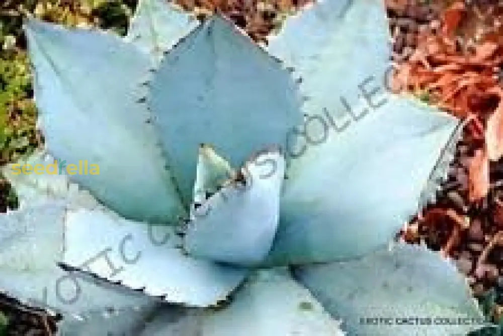 Blue Agave Titanota Seeds For Planting | Hardy Succulent Herb