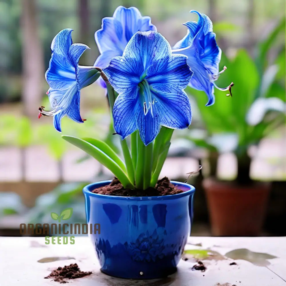 Captivating Light Blue Amaryllis Seeds For A Soothing Garden