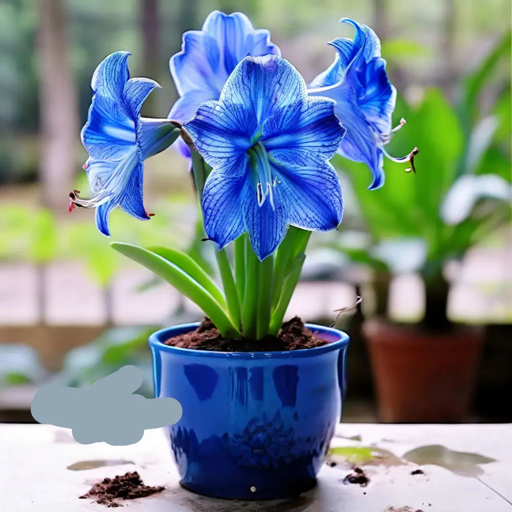Blue (Blue Amaryllis) seeds for planting in home garden