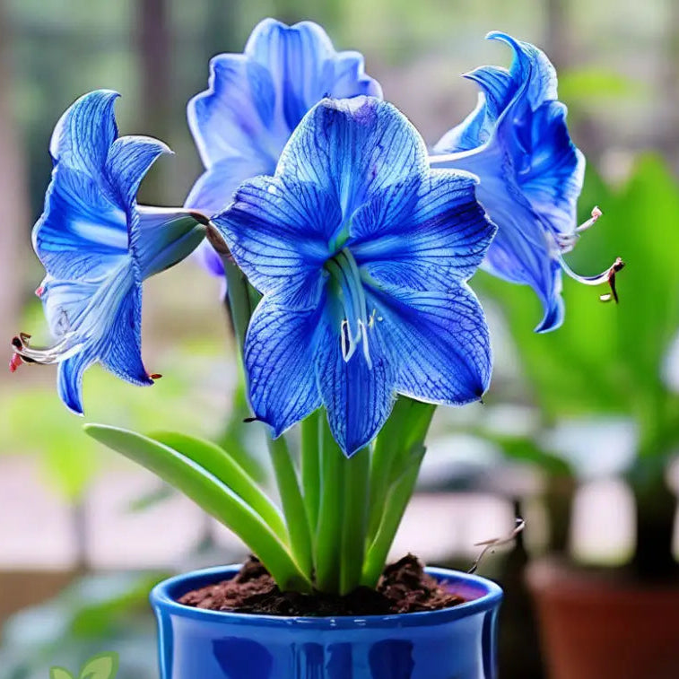 Blue Amaryllis Seeds for Planting