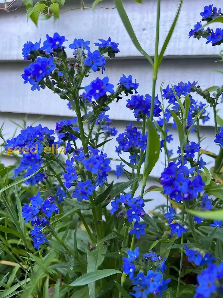 Blue Anchusa Seeds - Perfect For Planting Flower