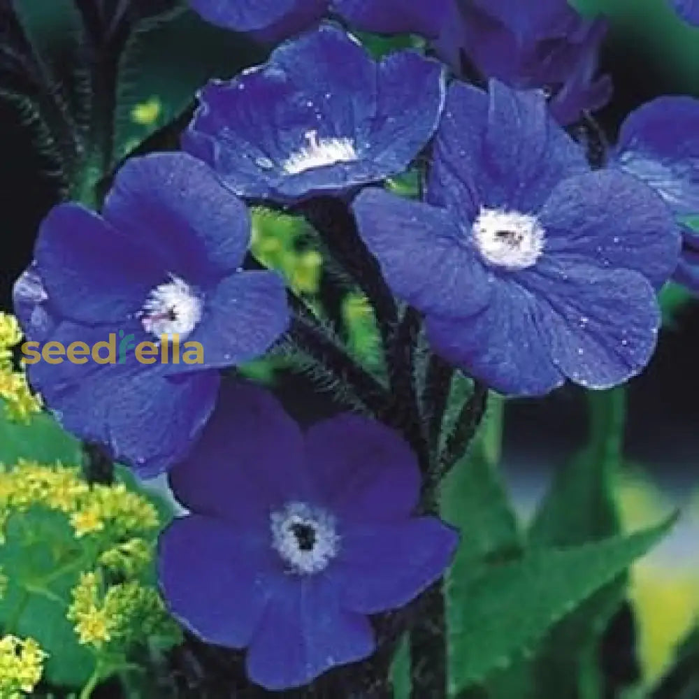 Blue Anchusa Seeds - Perfect For Planting Flower