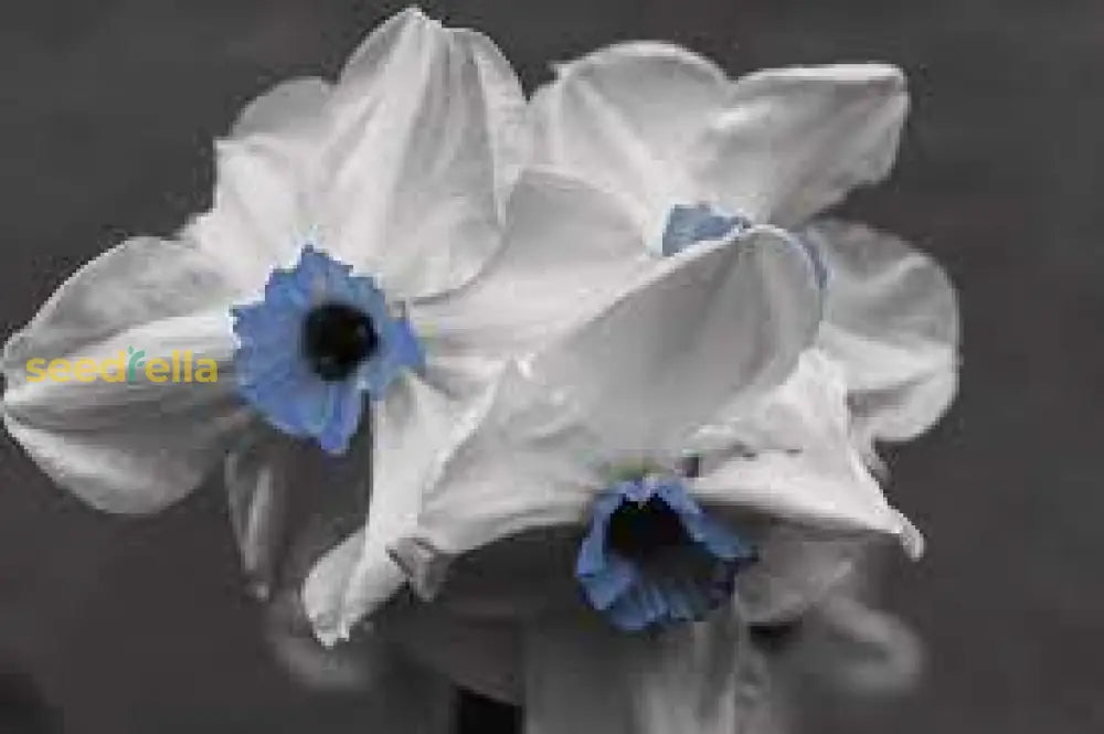 Blue And White Daffodils Flower Seeds For Planting - Perennial Bulbs Vibrant Garden Blooms