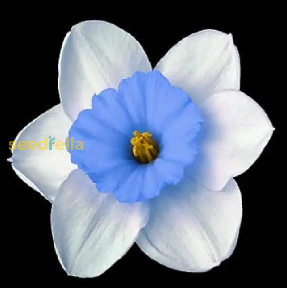 Blue And White Daffodils Flower Seeds For Planting - Perennial Bulbs Vibrant Garden Blooms