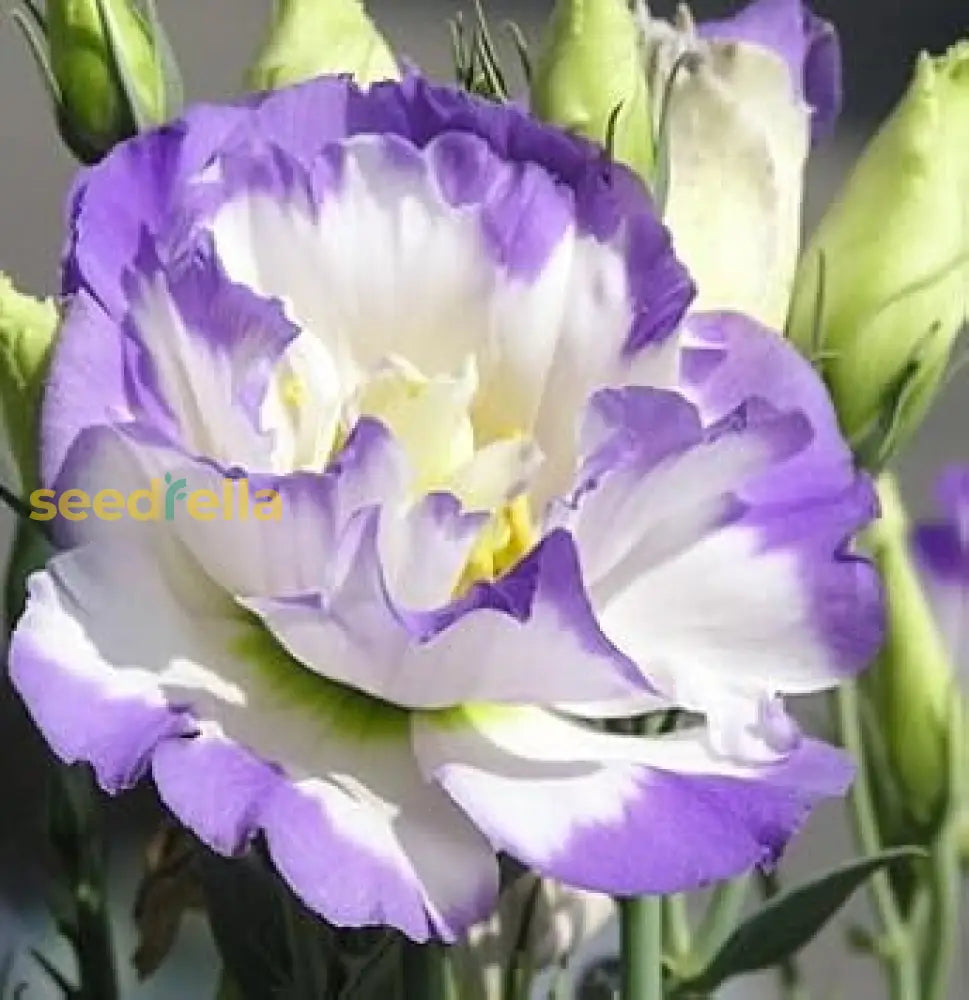 Eustoma Blue Buy Blue and White Eustoma Flower Seeds for Planting