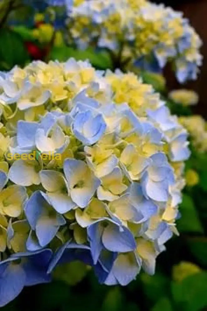 Blue And Yellow Hydrangea Flower Seeds For Beautiful Planting