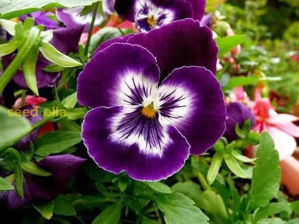 Blue And Yellow Pansy Seeds For Planting Collection Flower