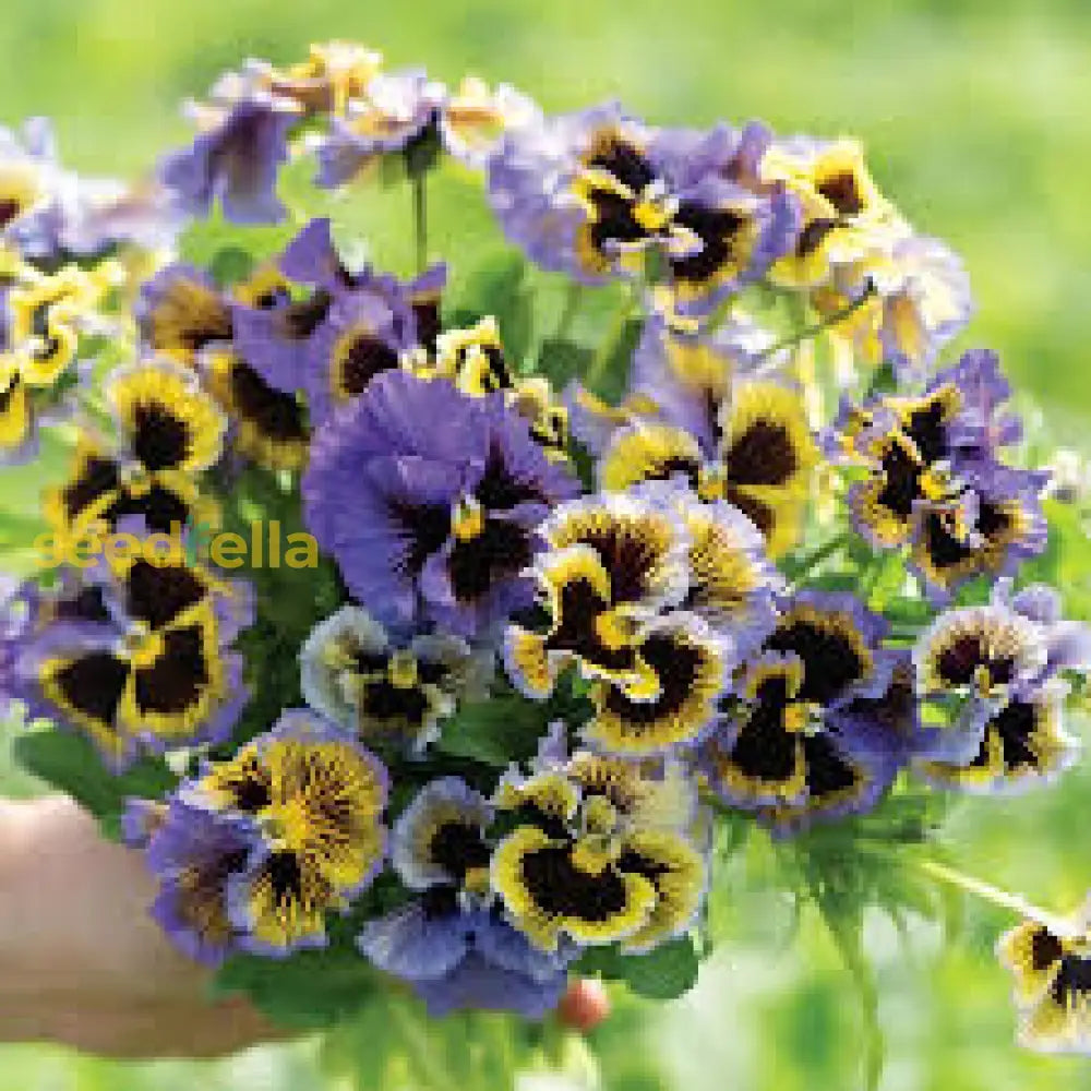 Blue And Yellow Pansy Seeds For Planting Collection Flower