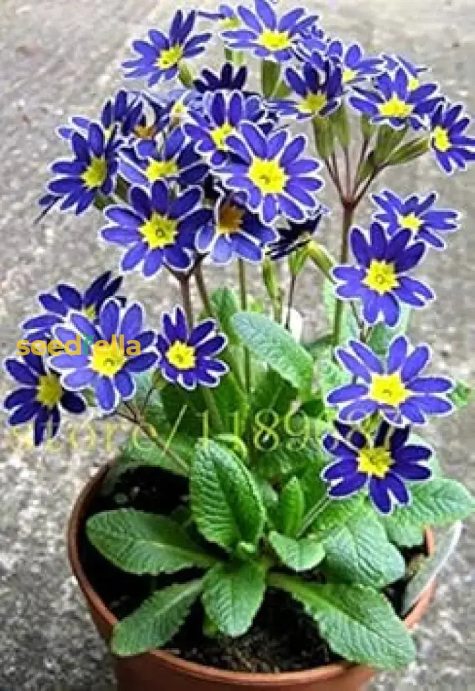 Blue And Yellow Primrose Seeds For Planting Flower