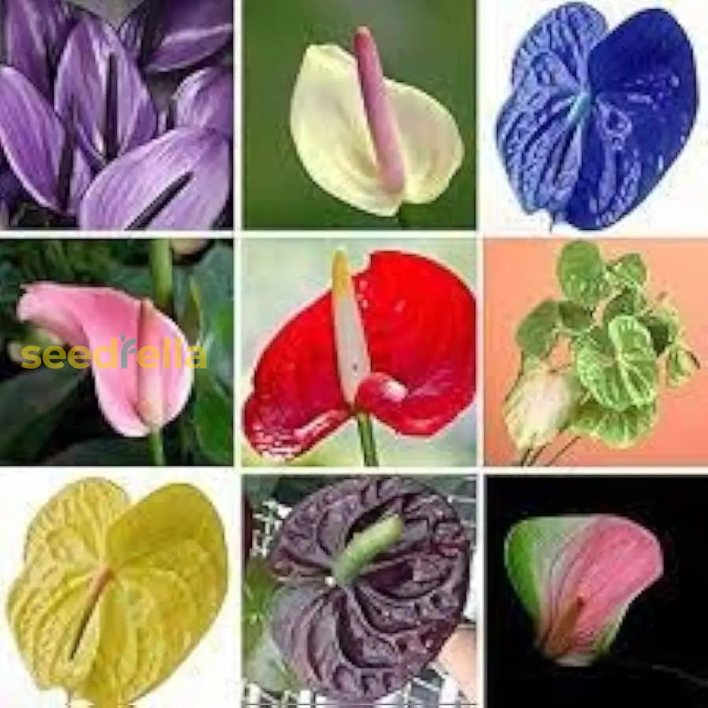 Blue Anthurium Flower Seeds For Planting - Cool Hues