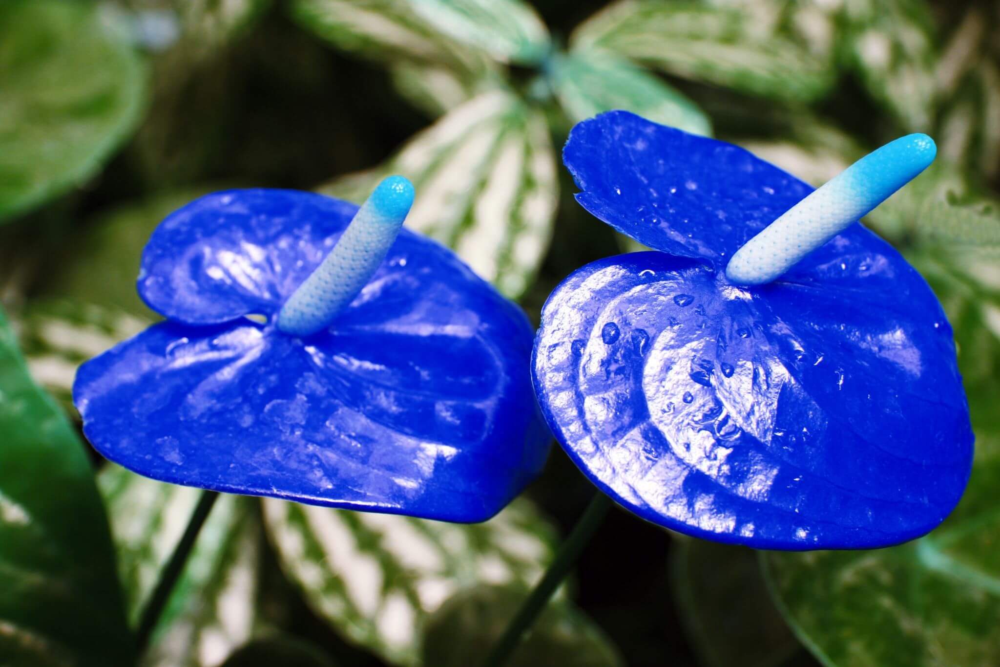 Blue Anthurium Flower Seeds for Planting