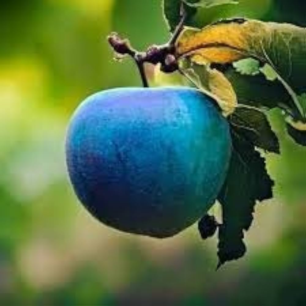 Blue apple seeds for planting in home gardens