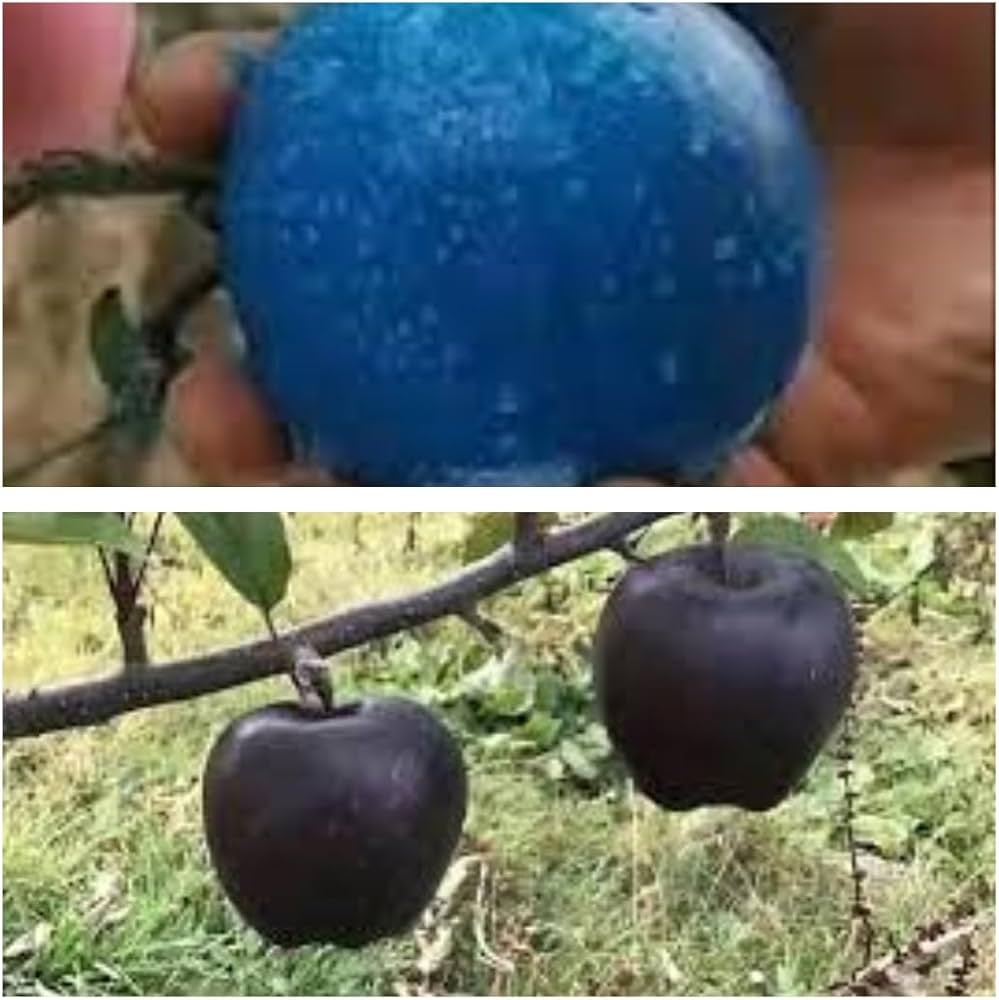 Blue apple tree growing from non-GMO seeds