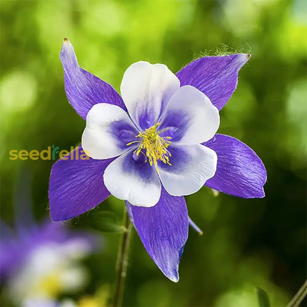 Blue Aquilegia Flower Seeds For Planting