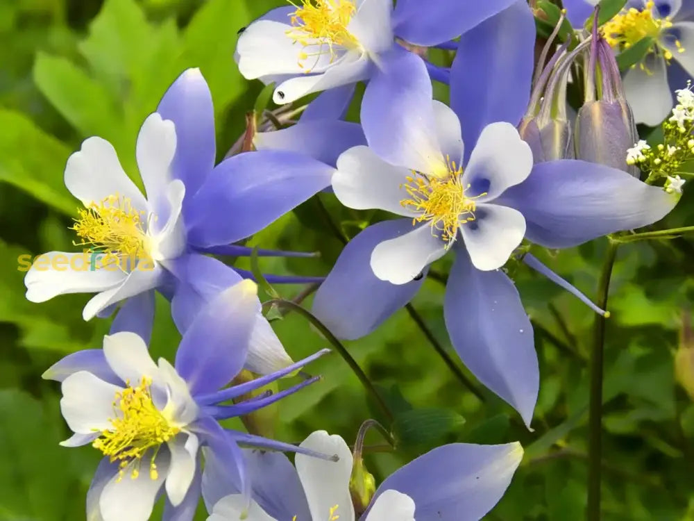 Blue Aquilegia Flower Seeds For Planting