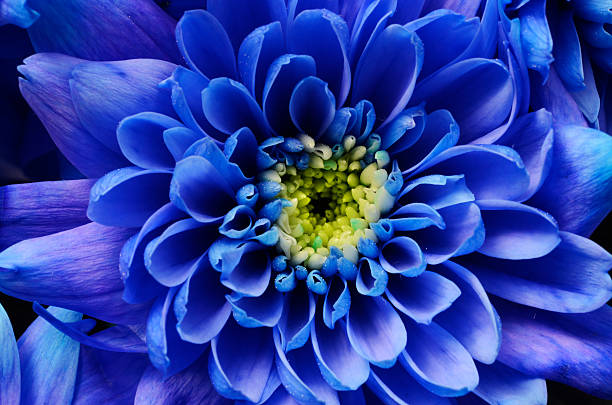 Vibrant Blue Aster Blooms in Garden