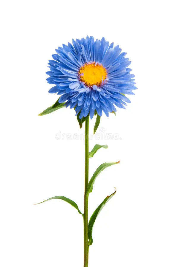 Aster Seeds: Classic Blue And White For Timeless Beauty