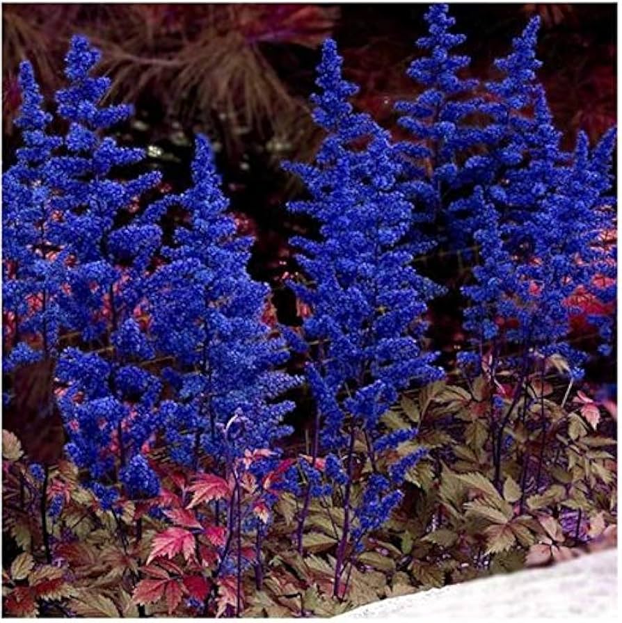 Blue Astilbe Flower Seeds for Planting
