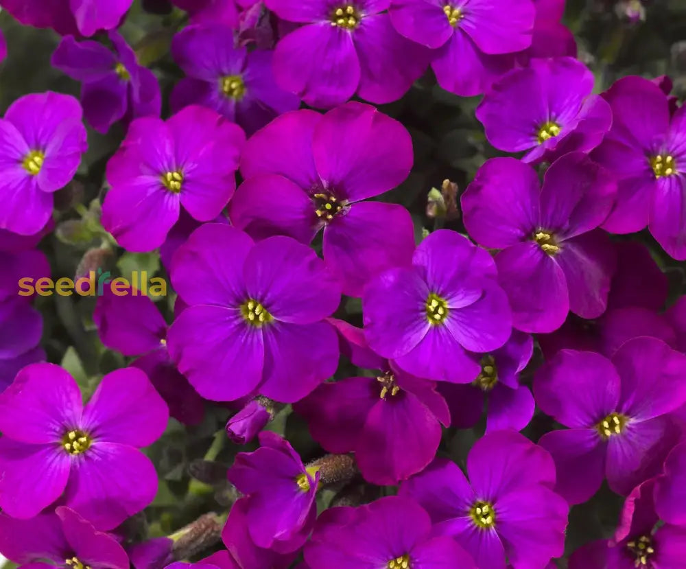 Blue Aubrieta Flower Seeds For Planting - Beautiful Blooms