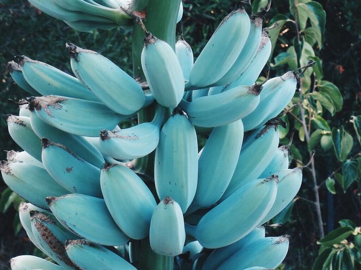 Blue Banana fruits hanging on banana plant