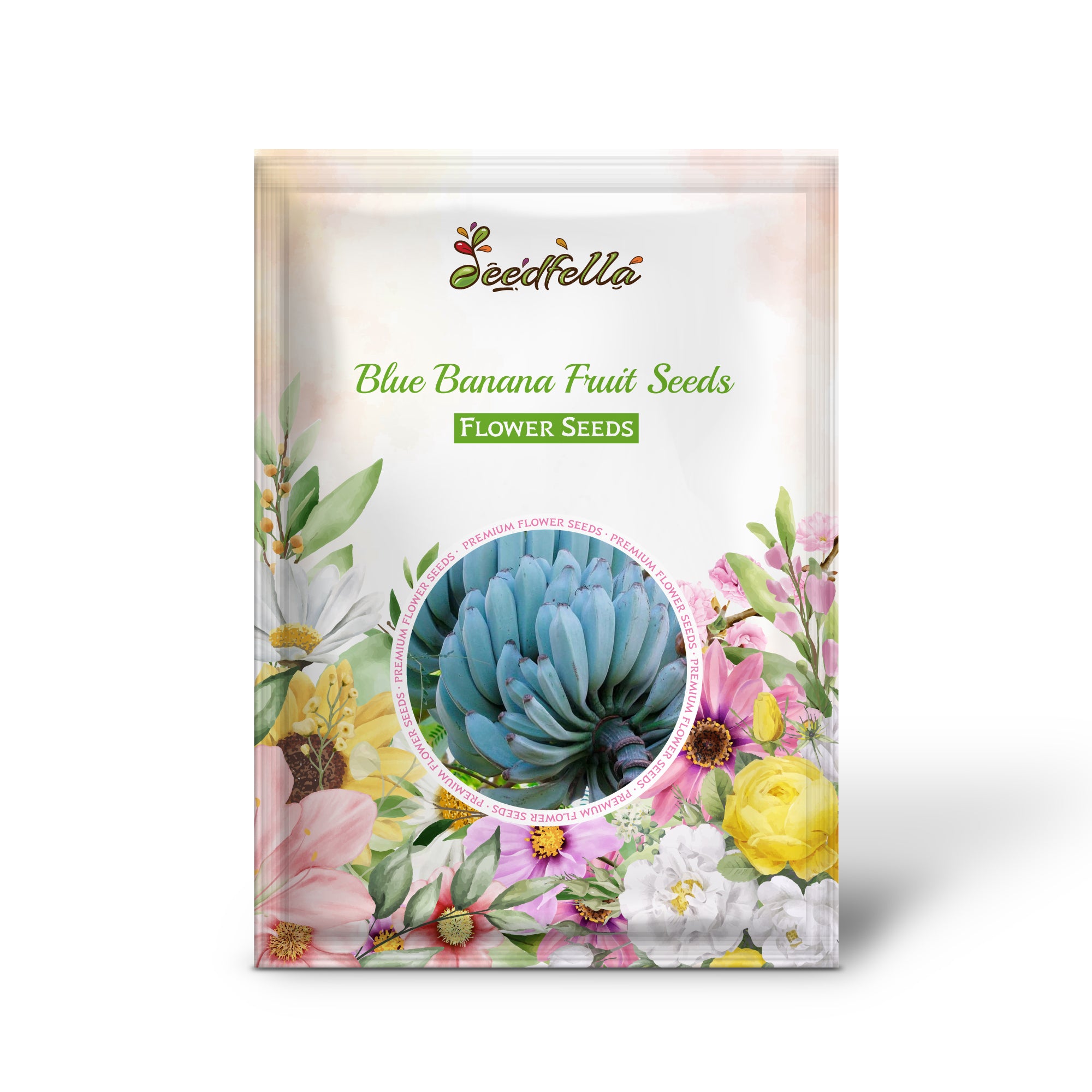 Blue Banana plant growing in tropical garden