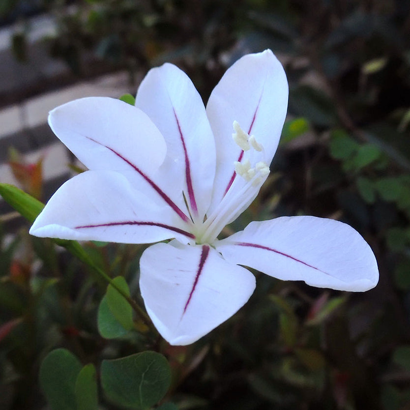 Blue Bauhinia Seeds for Planting