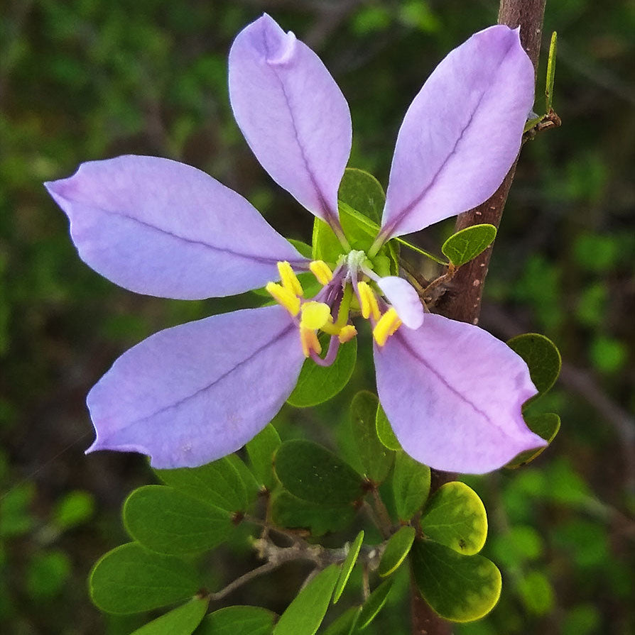 Blue Bauhinia Tree Seeds for Easy Planting