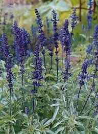 Blue Bedder Sage Salvia farinacea Growing in Sunny Garden Border