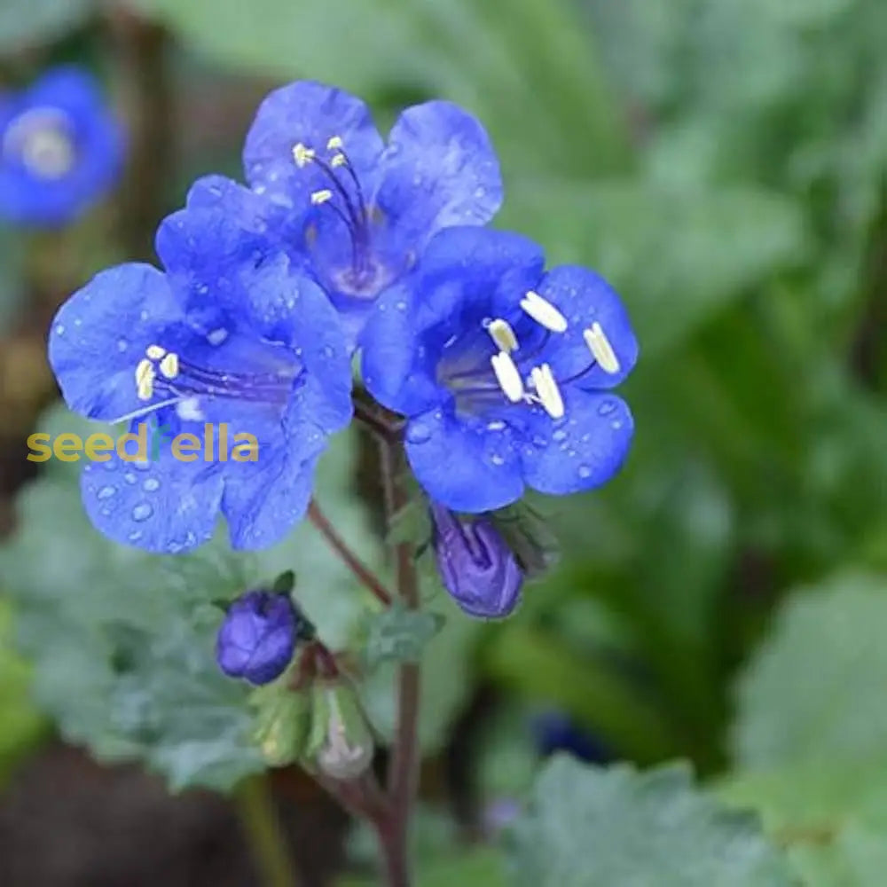 Blue Bell Flower Planting Seeds Available