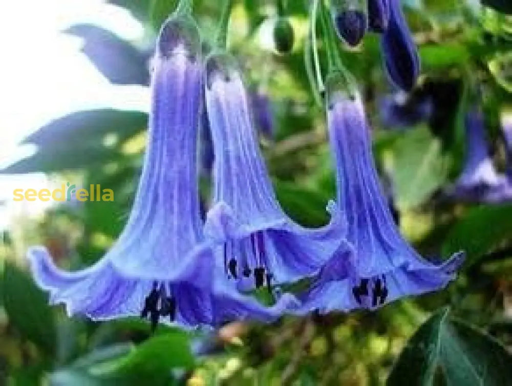 Blue Bell Flower Planting Seeds Available