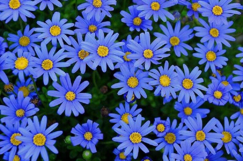Blue Bellis Perennis Flower Seeds