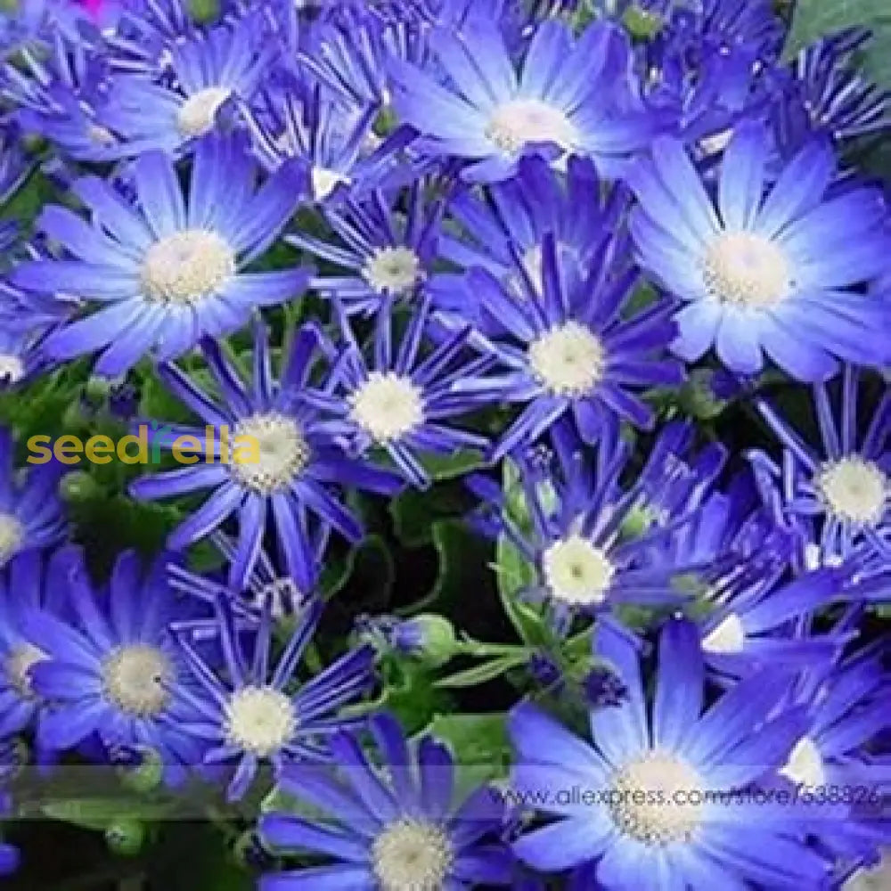 Blue Bellis Perennis Seeds For Flower Planting