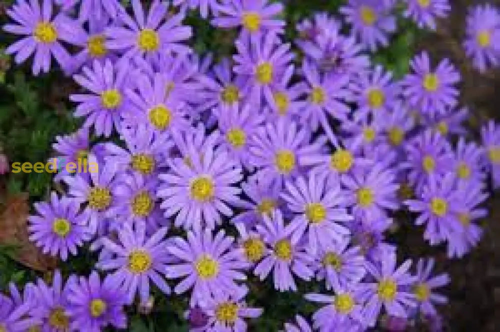 Blue Bellis Perennis Seeds For Flower Planting